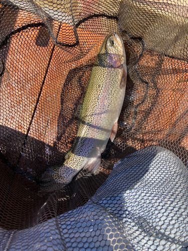 ニジマスの釣果