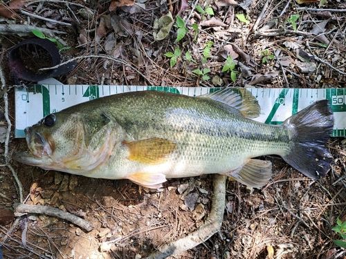ブラックバスの釣果