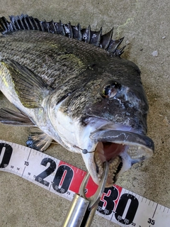 クロダイの釣果