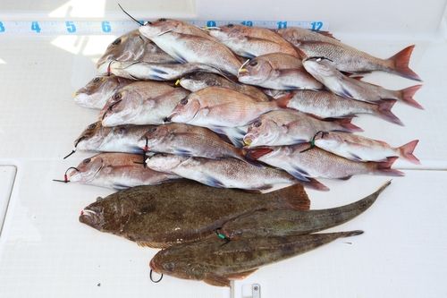 マダイの釣果