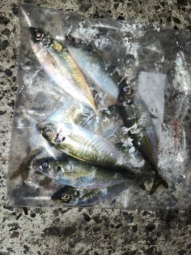 マアジの釣果