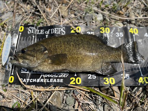 スモールマウスバスの釣果