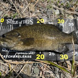 スモールマウスバス