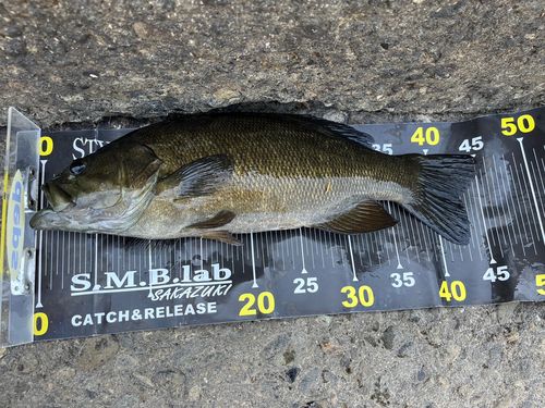 スモールマウスバスの釣果