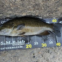 スモールマウスバス