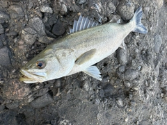 マルスズキの釣果