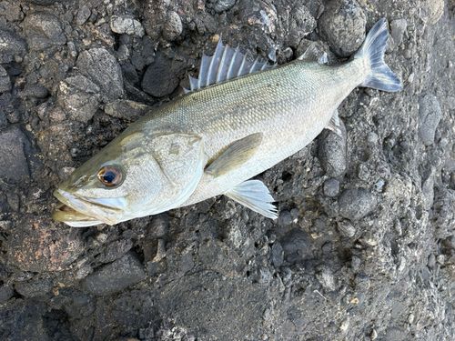マルスズキの釣果