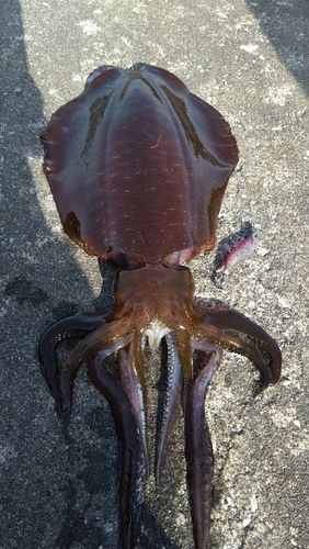 アオリイカの釣果