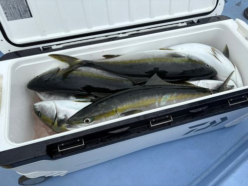 ワラサの釣果