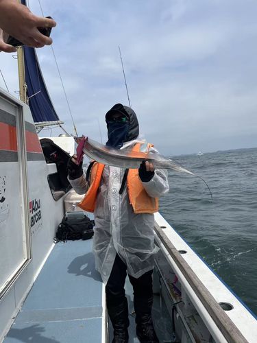 タチウオの釣果