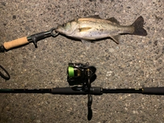 セイゴ（マルスズキ）の釣果