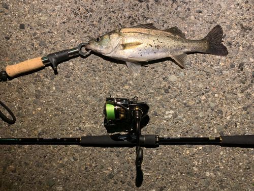 セイゴ（マルスズキ）の釣果