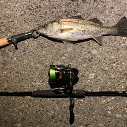 セイゴ（マルスズキ）