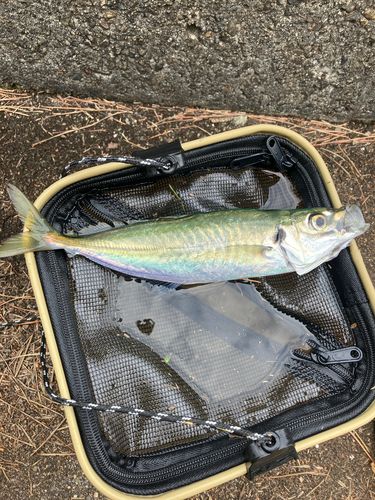 アオアジの釣果