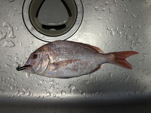 タイの釣果