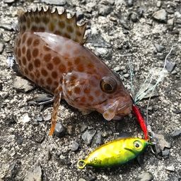 オオモンハタ