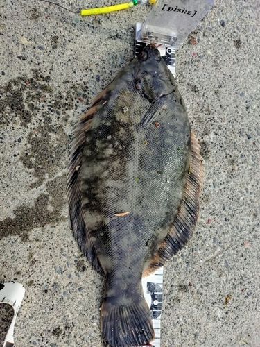 クロガレイの釣果