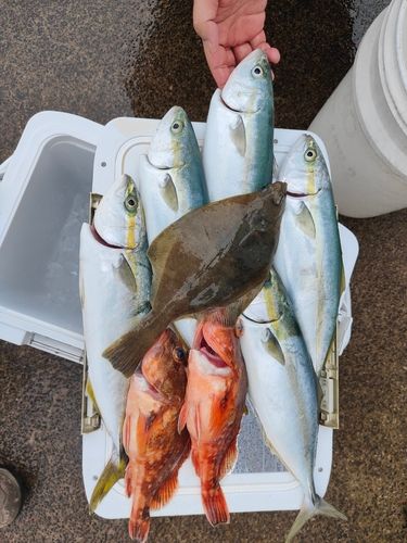 フクラギの釣果