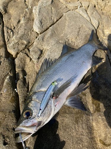 ヒラスズキの釣果
