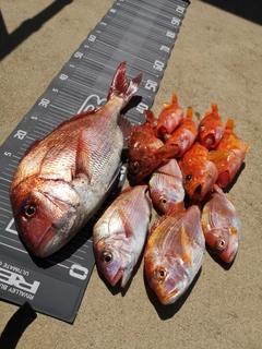 マダイの釣果