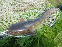 ナマズの釣果