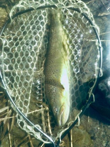 ブラウントラウトの釣果