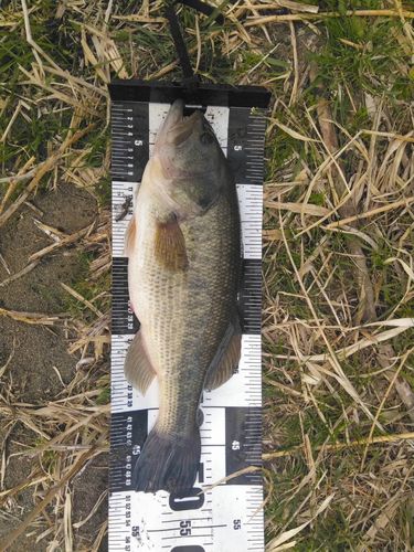 ラージマウスバス