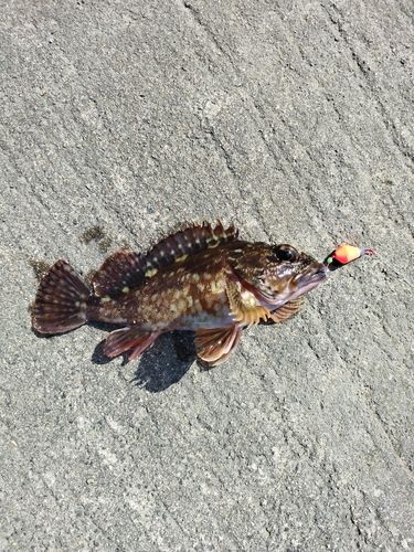 釣果
