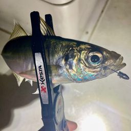 マアジ