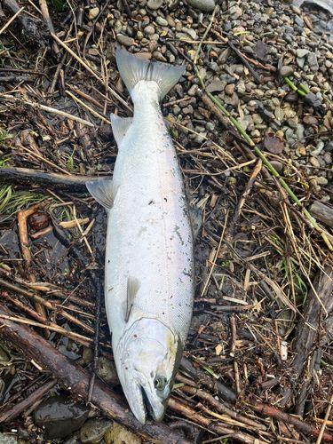 サクラマスの釣果