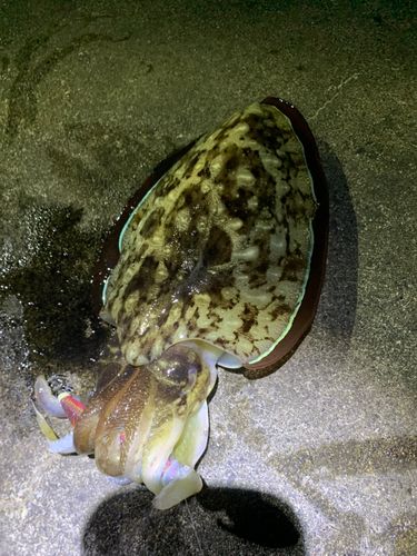 コウイカの釣果
