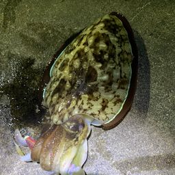 コウイカ