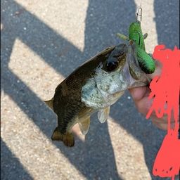 ブラックバス