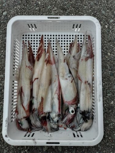 ヤリイカの釣果