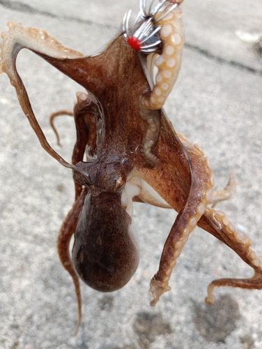 イイダコの釣果