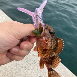 カサゴ