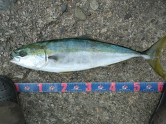 フクラギの釣果
