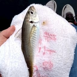 アジ