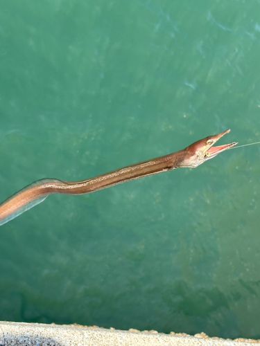 ダイナンウミヘビの釣果