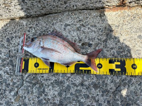 マダイの釣果