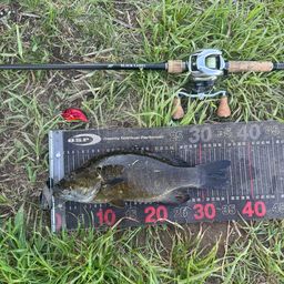 スモールマウスバス