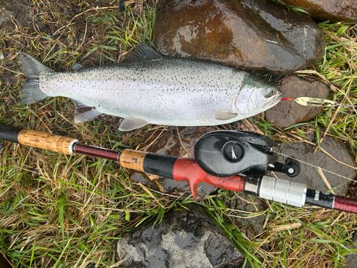 ニジマスの釣果