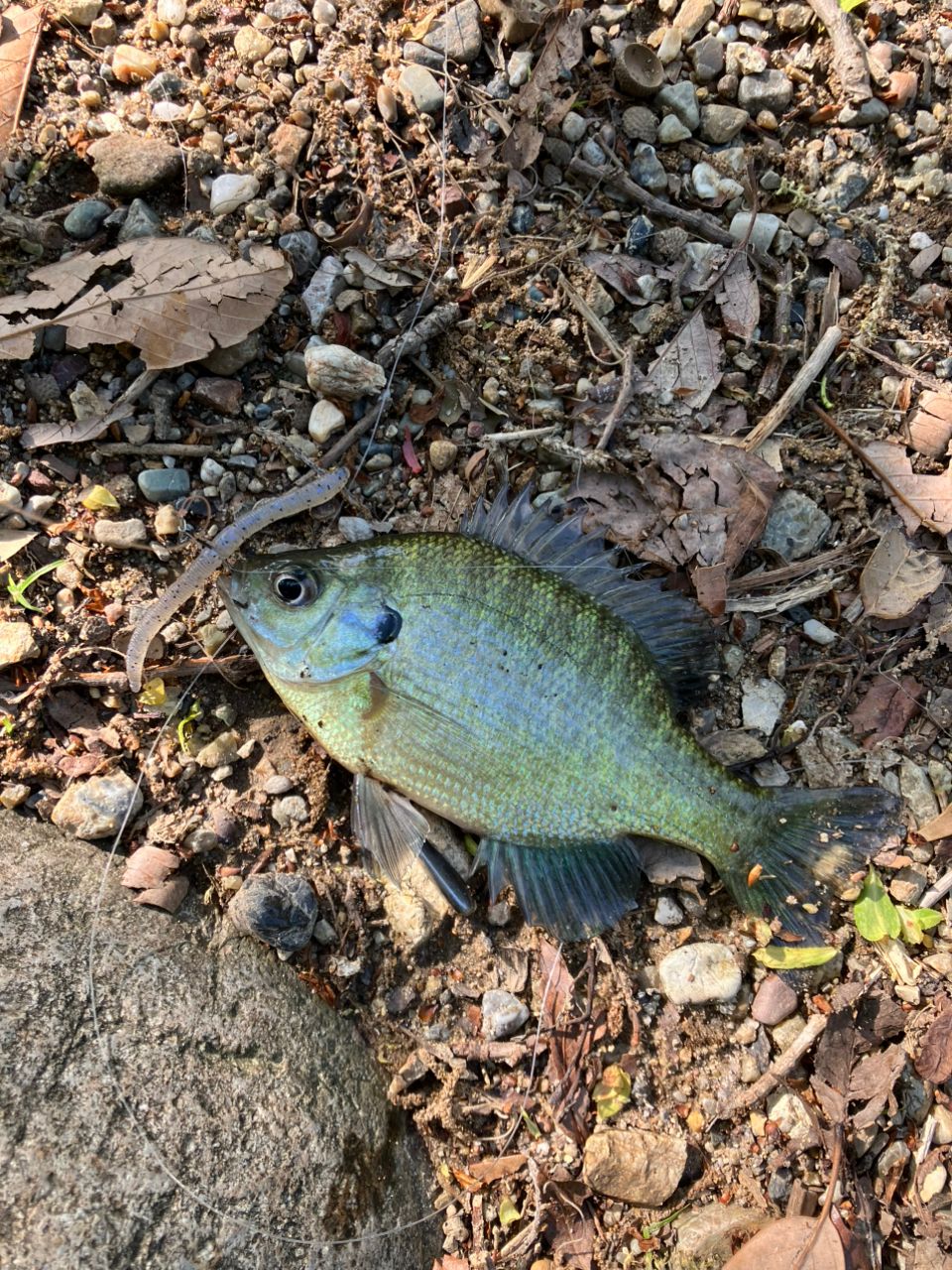 ブルーギル