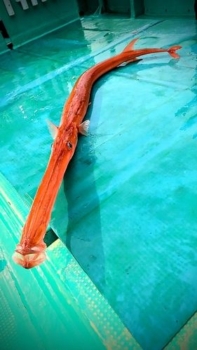 アカヤガラの釣果