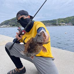 カサゴ