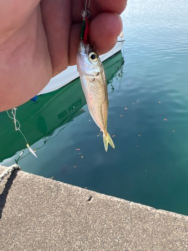 マアジの釣果
