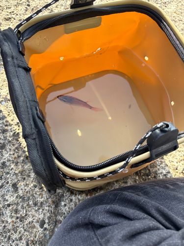 ネンブツダイの釣果