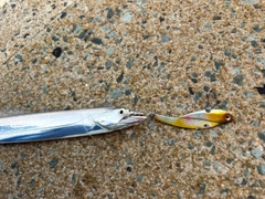 タチウオの釣果