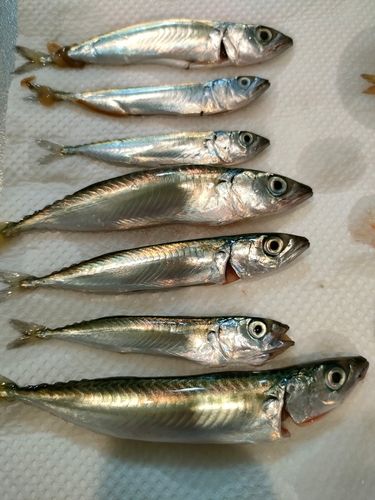 サバ