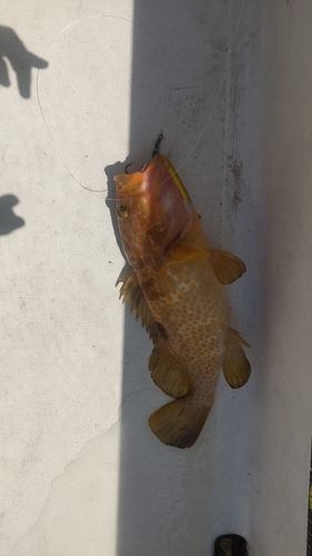 キジハタの釣果